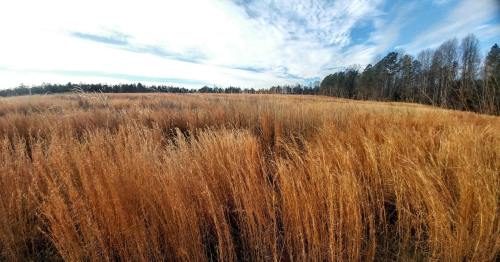 A panoramic view of golden grass fields under a blue sky with wispy clouds and trees in the background.
