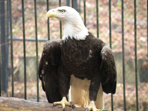 A majestic bald eagle perched on a log, with its wings slightly spread and a blurred background of trees and a fence.