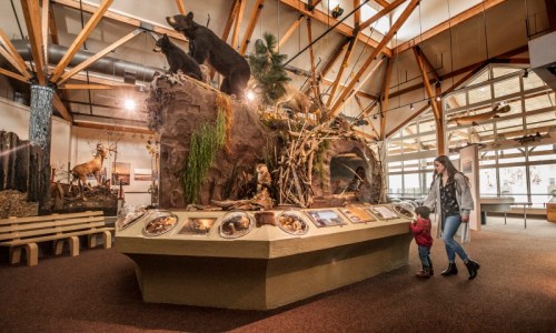 A woman and child walk past a wildlife exhibit featuring taxidermied animals in a museum with wooden beams.