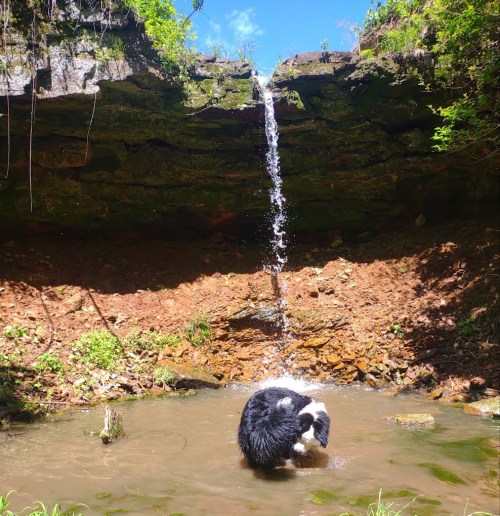 A black and white dog plays in a shallow pool beneath a small waterfall surrounded by rocks and greenery.
