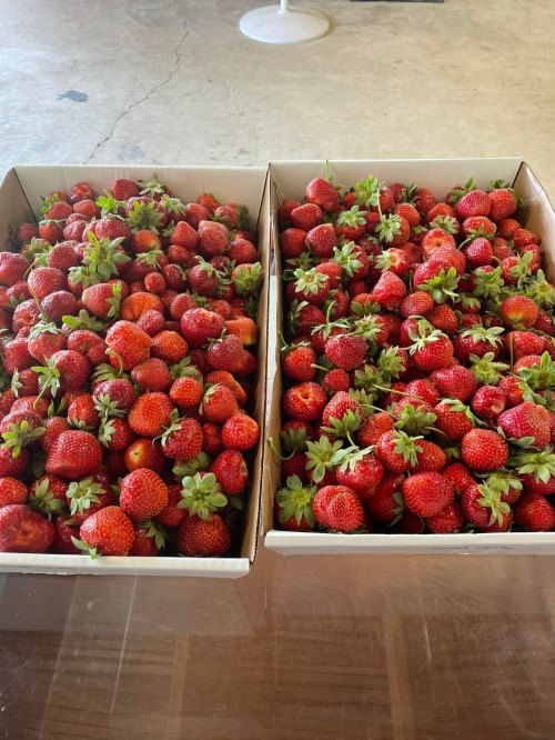 Two boxes filled with fresh, ripe strawberries, showcasing their vibrant red color and green leaves.