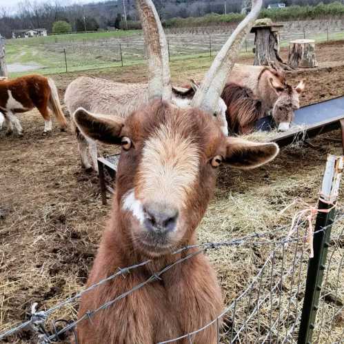 A close-up of a goat with large horns, surrounded by other farm animals in a grassy field.