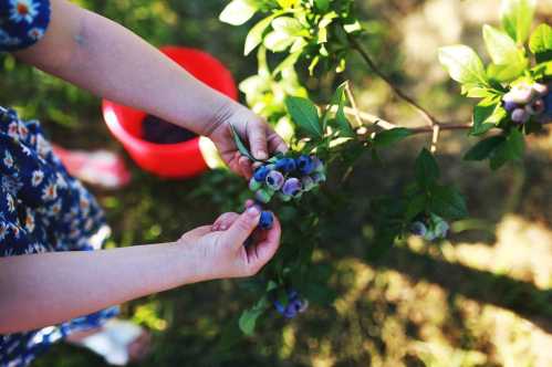 A person picking blueberries from a bush, with a red bucket nearby.