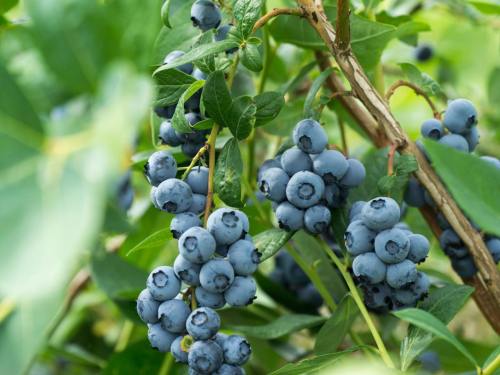 Clusters of ripe blueberries hanging from green leaves on a bush.
