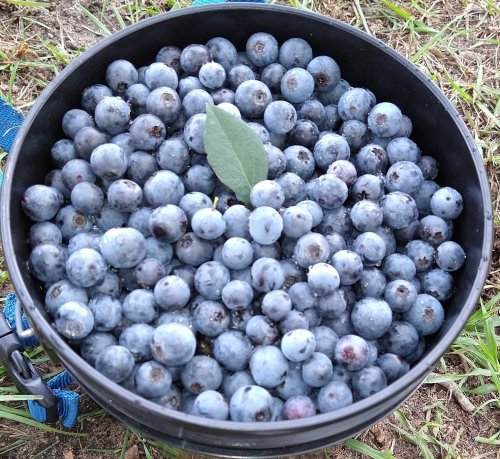 A black bucket filled with fresh blueberries, with a single green leaf resting on top.
