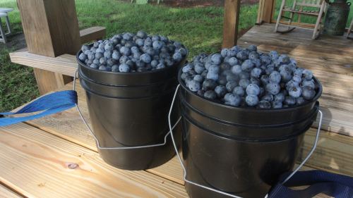 Two black buckets filled with fresh blueberries, sitting on a wooden surface outdoors.