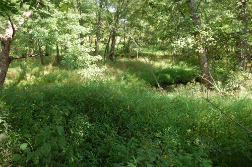 Lush green forest with tall grasses and wildflowers, sunlight filtering through the trees.