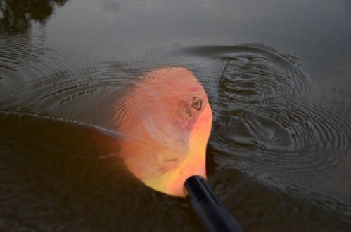Close-up of a colorful kayak paddle partially submerged in calm water, creating ripples around it.