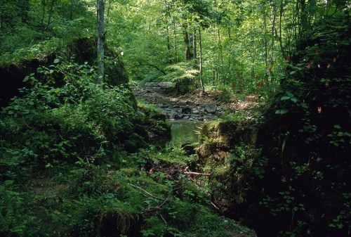 A serene forest scene with a small stream flowing through lush greenery and sunlight filtering through the trees.