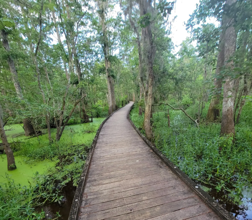 A winding wooden boardwalk through a lush, green forest with trees and water on either side.