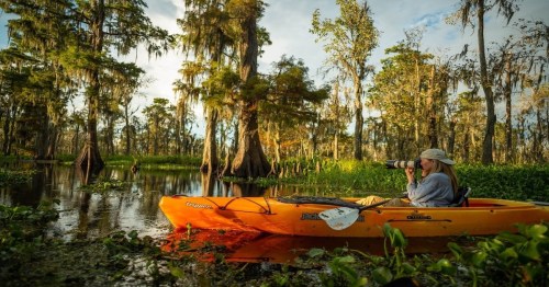 A person in a kayak photographs the serene landscape of a cypress swamp, surrounded by lush greenery and trees.