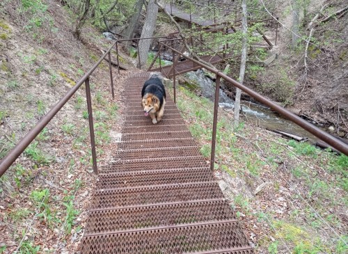 A dog walks along a metal bridge over a stream, surrounded by greenery and trees.