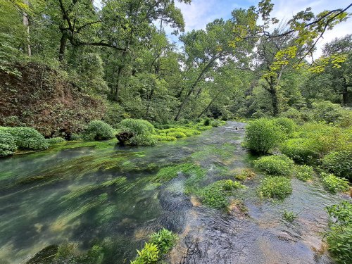 A serene river flows through a lush green forest, with vibrant plants and trees lining the banks under a clear blue sky.