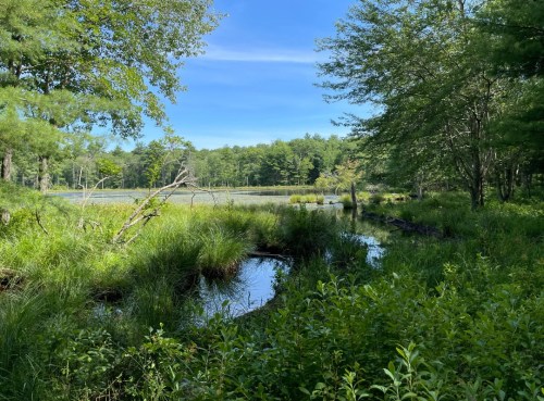 A serene landscape featuring a calm stream surrounded by lush greenery and trees under a clear blue sky.
