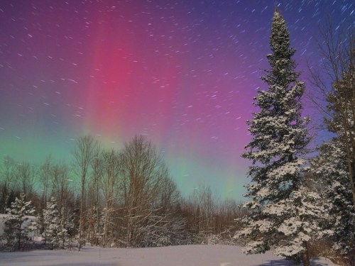 A snowy landscape under a vibrant aurora borealis with pink and green hues, framed by tall evergreen trees.