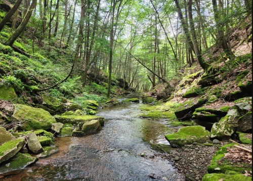 A serene forest scene featuring a winding stream surrounded by lush greenery and moss-covered rocks.