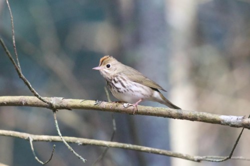 A small bird with a brown and white speckled body perched on a branch in a forest setting.