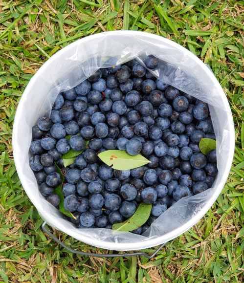 A white bucket filled with fresh blueberries, some with green leaves, resting on green grass.