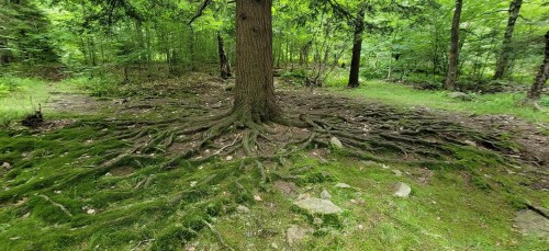 A large tree with extensive roots spreading over a mossy forest floor, surrounded by lush green foliage.