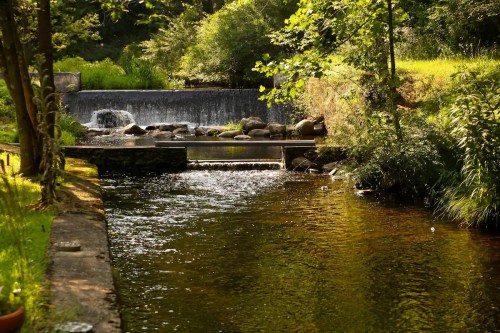 A serene stream flows past rocks and greenery, with a small waterfall in the background under dappled sunlight.