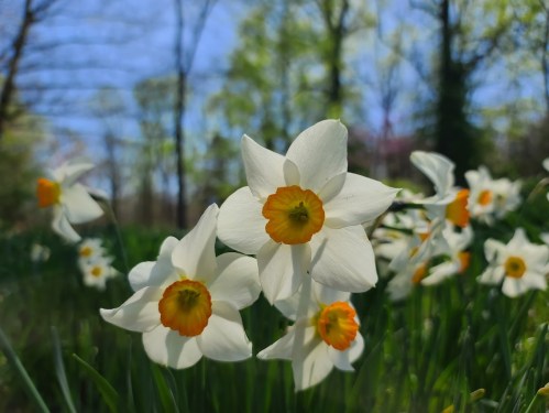 A close-up of white daffodils with orange centers, surrounded by green grass and trees under a clear blue sky.