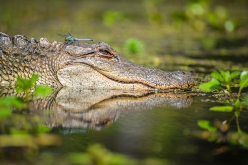 A close-up of a crocodile's head resting on the water, with a dragonfly perched on its snout amidst green plants.
