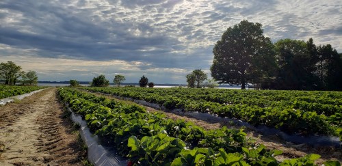 A scenic view of a strawberry field under a cloudy sky, with trees and a body of water in the background.