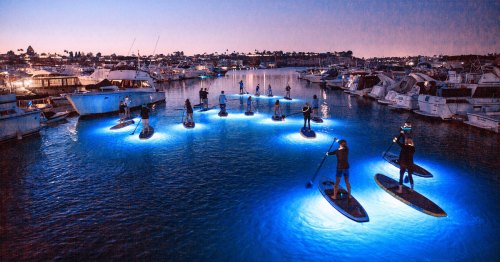 A group of people paddleboarding at night, illuminated by blue lights, surrounded by boats in a marina.
