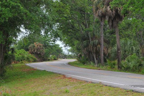 A winding road surrounded by lush greenery and palm trees, creating a serene, natural landscape.