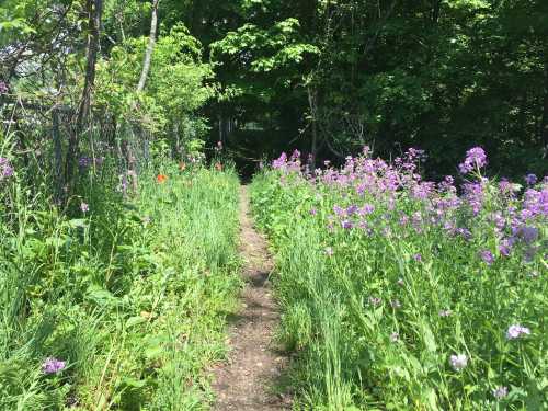 A narrow dirt path surrounded by vibrant wildflowers and lush greenery, leading into a wooded area.