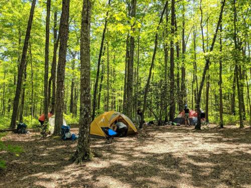 A yellow tent set up in a lush green forest, with campers organizing gear among tall trees and dappled sunlight.
