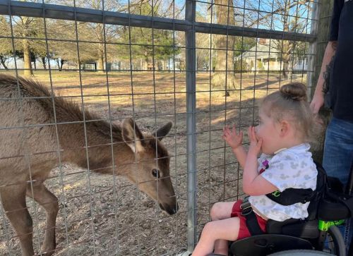 A young girl in a wheelchair excitedly interacts with a deer through a fence at a wildlife park.