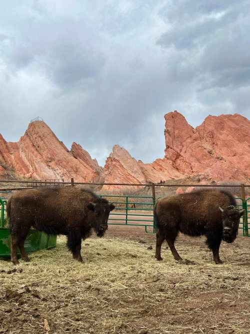 Two bison stand in a pen with rocky red formations in the background under a cloudy sky.