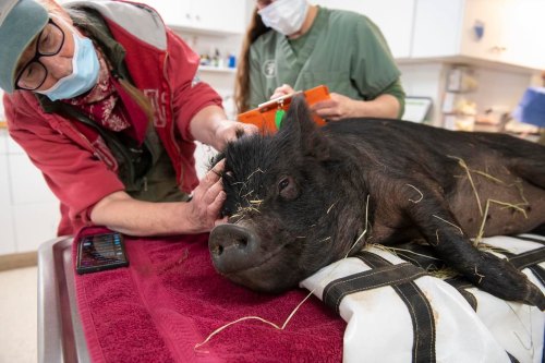 A veterinarian examines a black pig while a person assists, both wearing masks in a clinical setting.