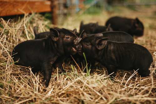 A group of small black piglets playfully interact in a straw-covered pen.