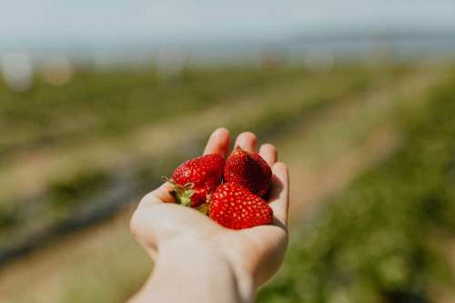 A hand holding fresh strawberries, with a blurred field of strawberry plants in the background.