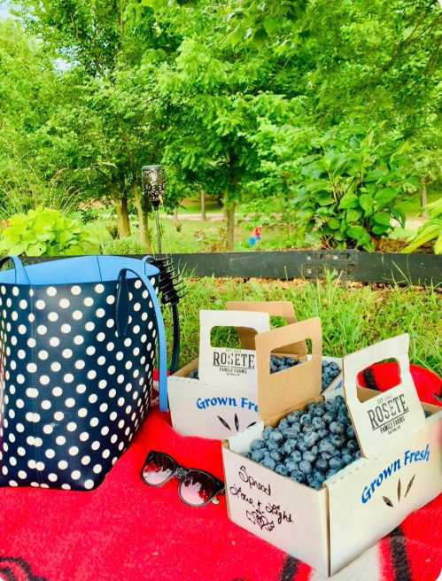 A picnic setup with a polka dot bag, sunglasses, and two boxes of fresh blueberries on a red blanket in a green park.