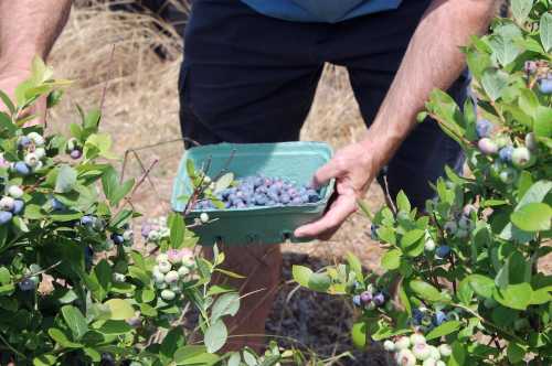 A person holds a container of freshly picked blueberries while standing among blueberry bushes.