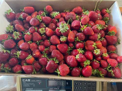 A box filled with fresh, ripe strawberries, some with green leaves, resting on a scale.