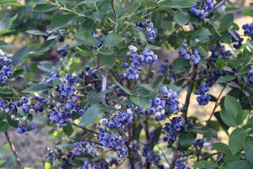 A close-up of a blueberry bush laden with ripe, blue berries surrounded by green leaves.