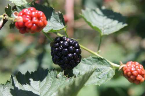 A close-up of a blackberry plant featuring ripe blackberries and unripe red ones among green leaves.