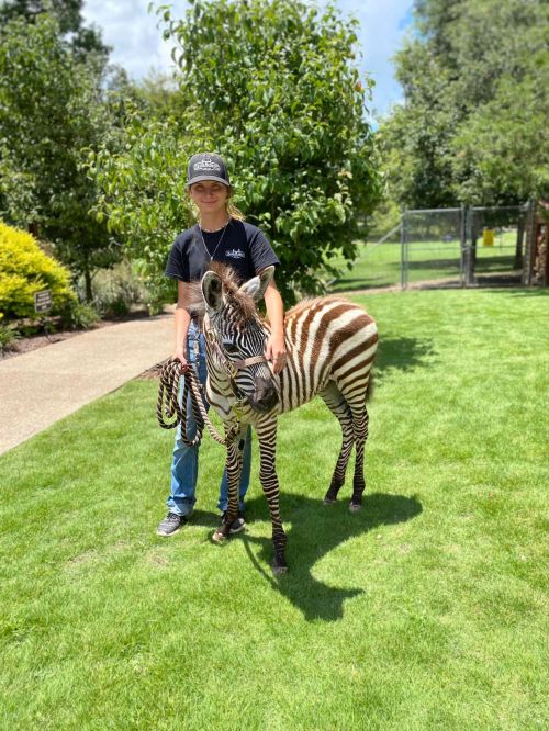 A person stands on grass beside a zebra, holding its leash in a sunny park setting with trees in the background.
