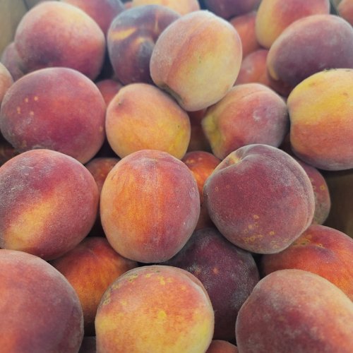 A close-up of fresh, ripe peaches with a mix of yellow and red hues, piled together in a basket.