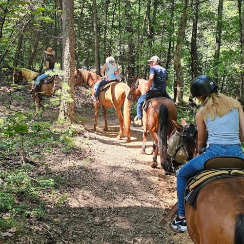 A group of people riding horses along a wooded trail on a sunny day.