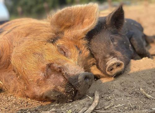 Two pigs, one large and brown, the other smaller and black, are peacefully sleeping side by side on the ground.
