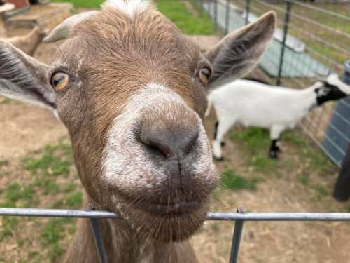 Close-up of a brown goat's face with curious eyes, standing near a fence, with another goat in the background.