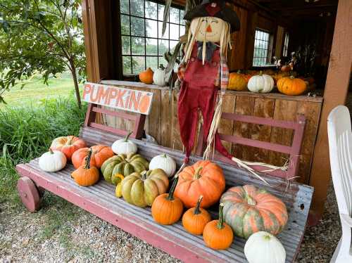 A rustic display of pumpkins in various colors and sizes, with a scarecrow beside a sign that says "Pumpkins."