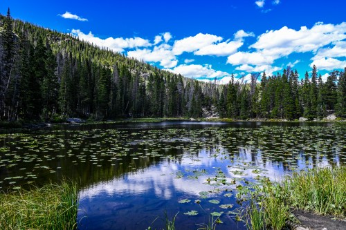 A serene lake surrounded by lush trees and blue skies, with lily pads floating on the water's surface.