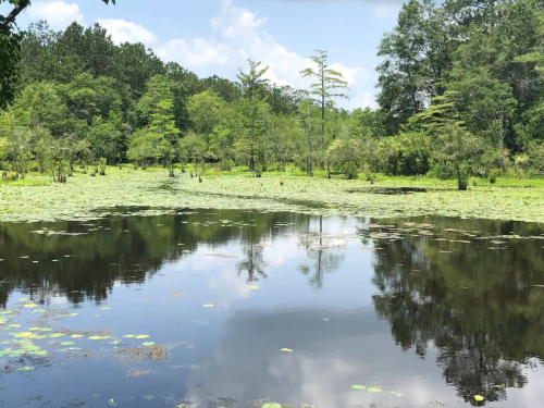 A serene pond surrounded by lush greenery and trees, reflecting the blue sky and clouds above.