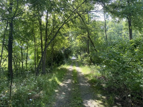 A sunlit dirt path winding through a lush, green forest with trees and shrubs on either side.